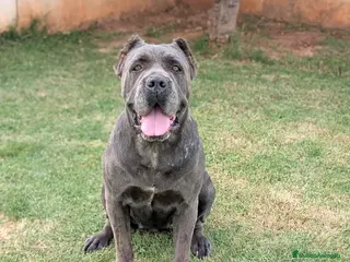Cane Corso perros Cane corso hembra en adopción - Anuncio 2