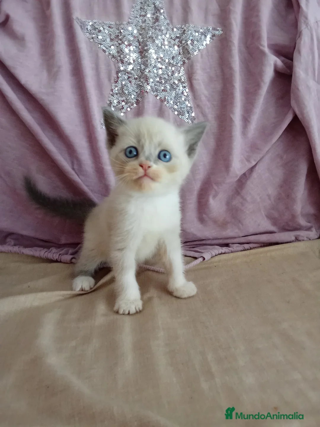 Siamés gatos en venta: SIAMESES POINT Y RED POINT en Madrid - Anuncio 3