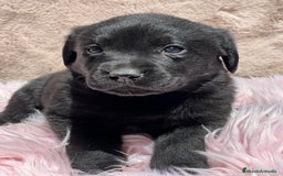 Labrador Retriever perros en venta: Labrador negro - Imagen 9