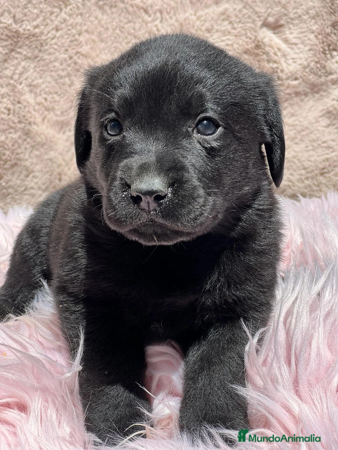 Labrador Retriever perros en venta: Labrador negro - Anuncio 9