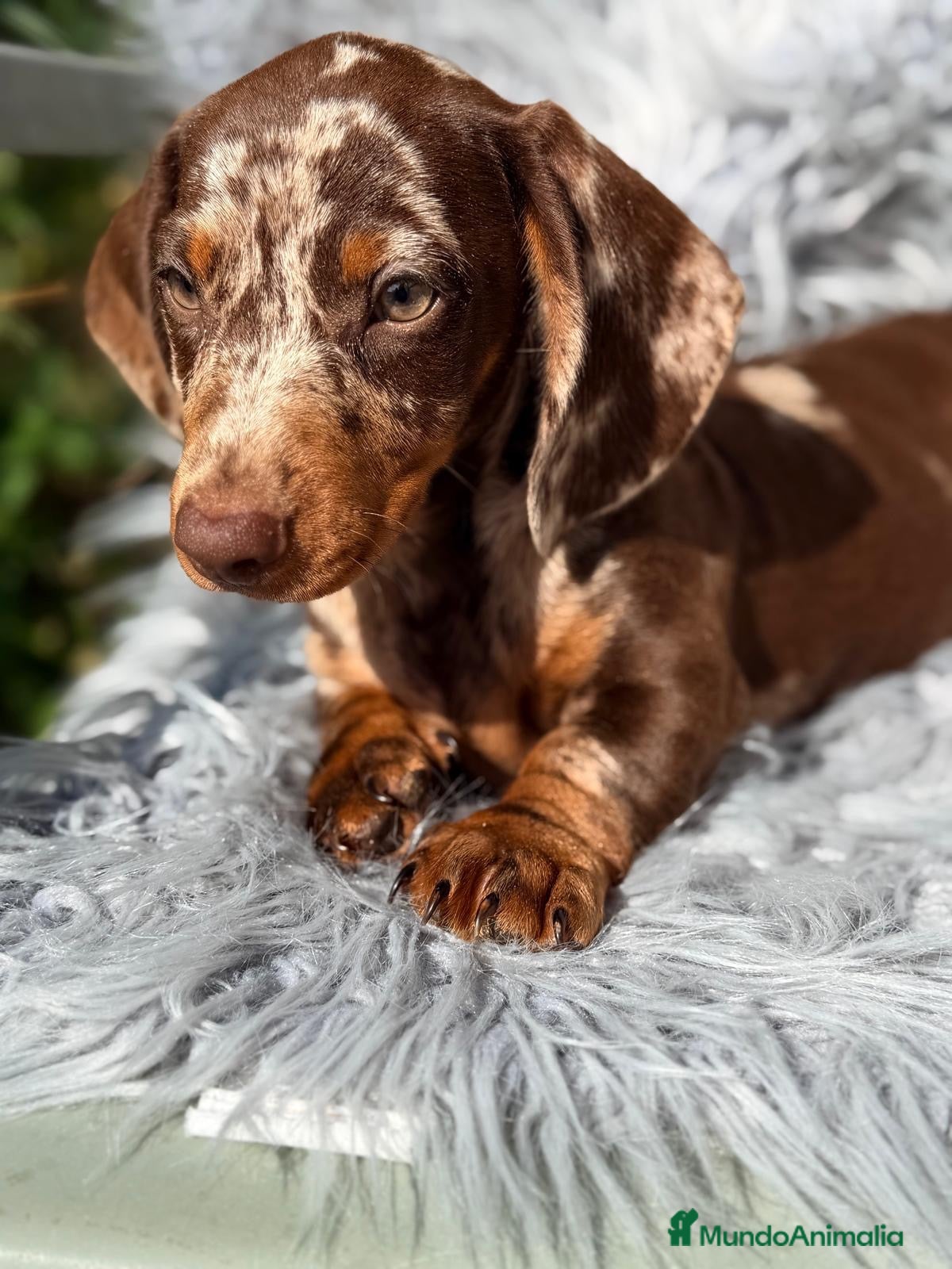 Teckel Miniatura perros Teckel arlequin chocolate  - Anuncio 1