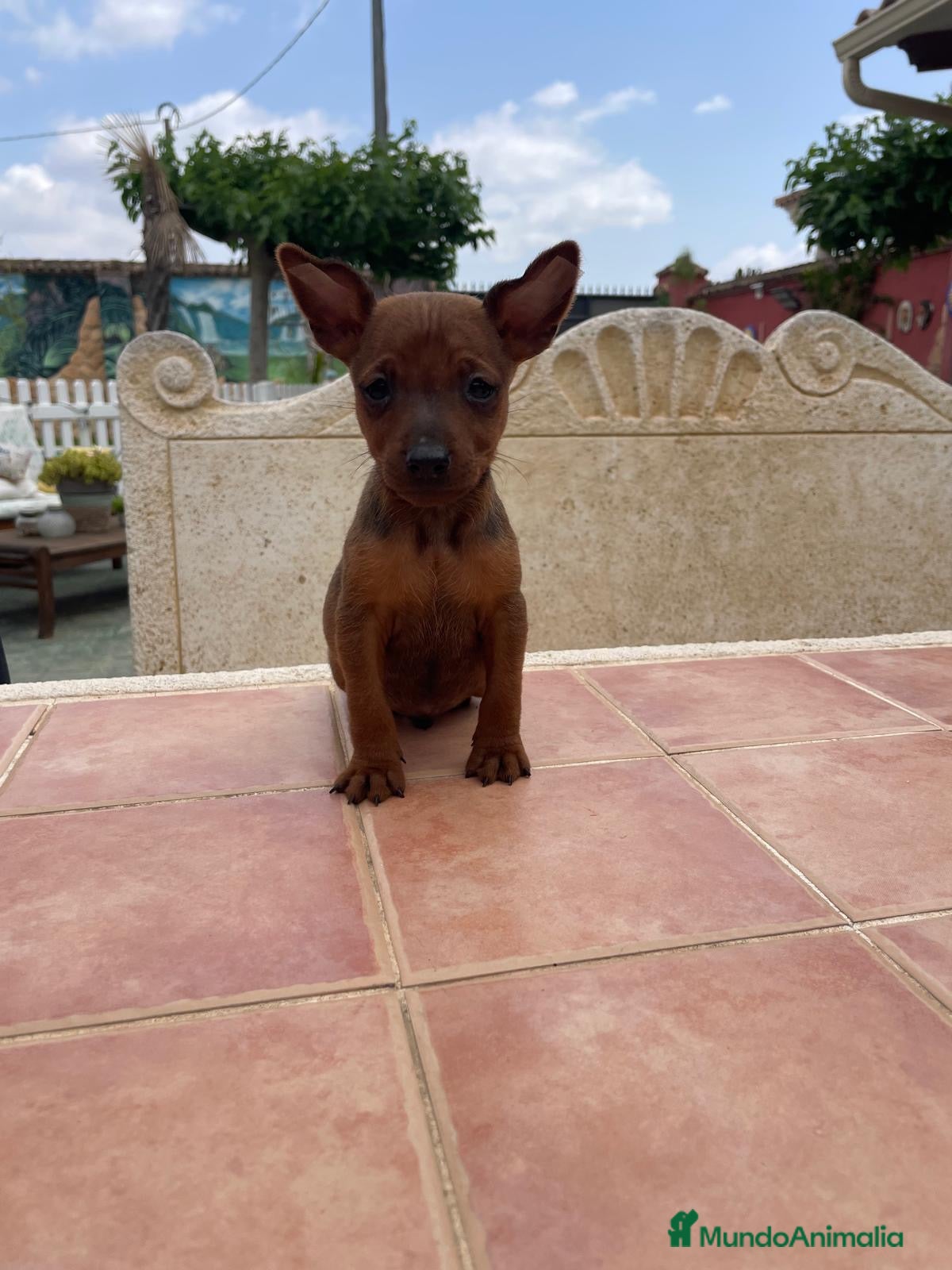 Pinscher Miniatura perros Disponible pinscher miniatura - Anuncio 2