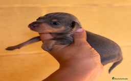 Pinscher Miniatura perros en venta: Pinscher miniatura  - Imagen 8