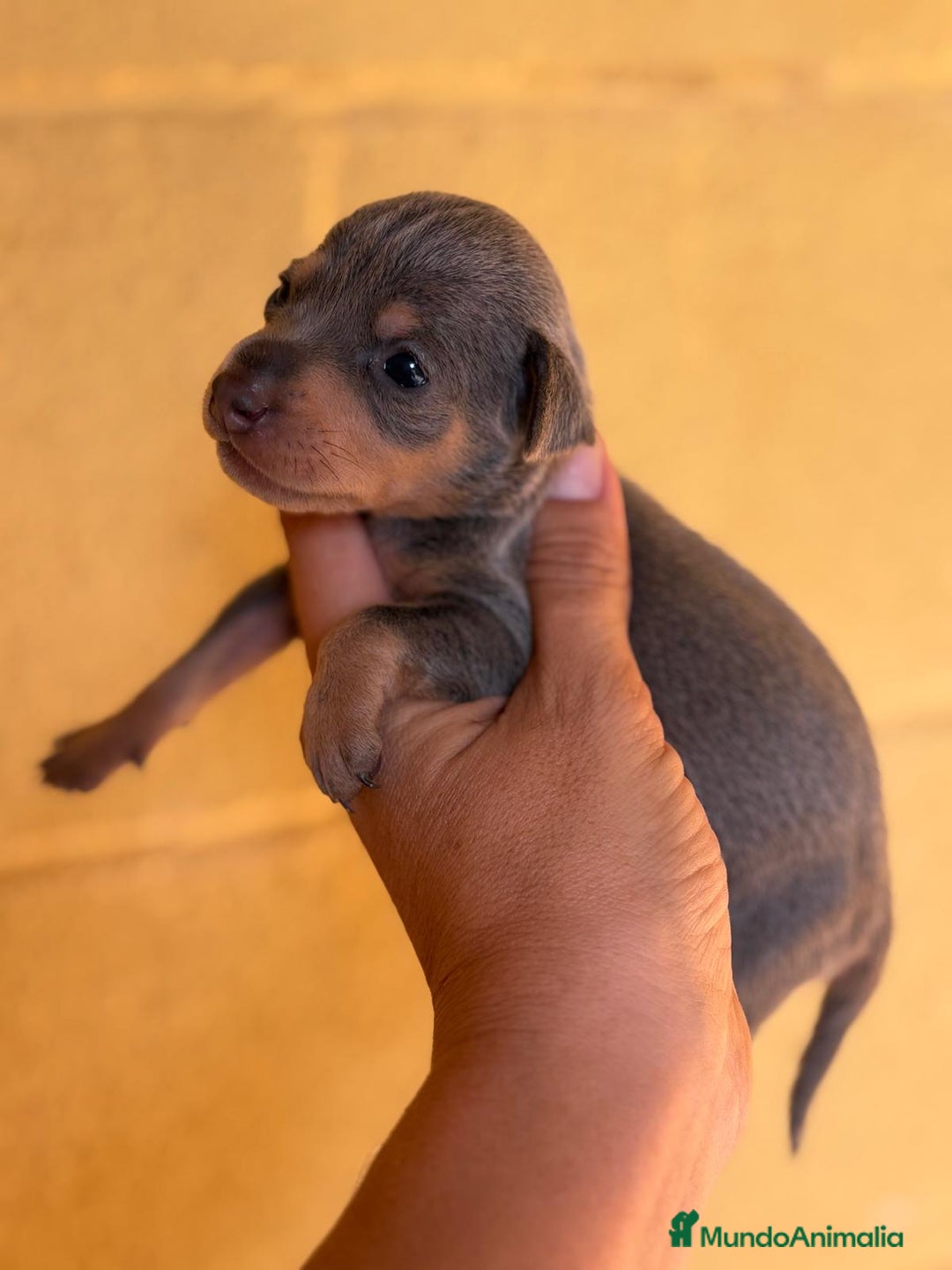 Pinscher Miniatura perros en venta: Pinscher miniatura  - Imagen 8