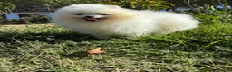 Pomerania perros en venta: Pomerania Toy (lulu de Pomerania ) - Anuncio 4
