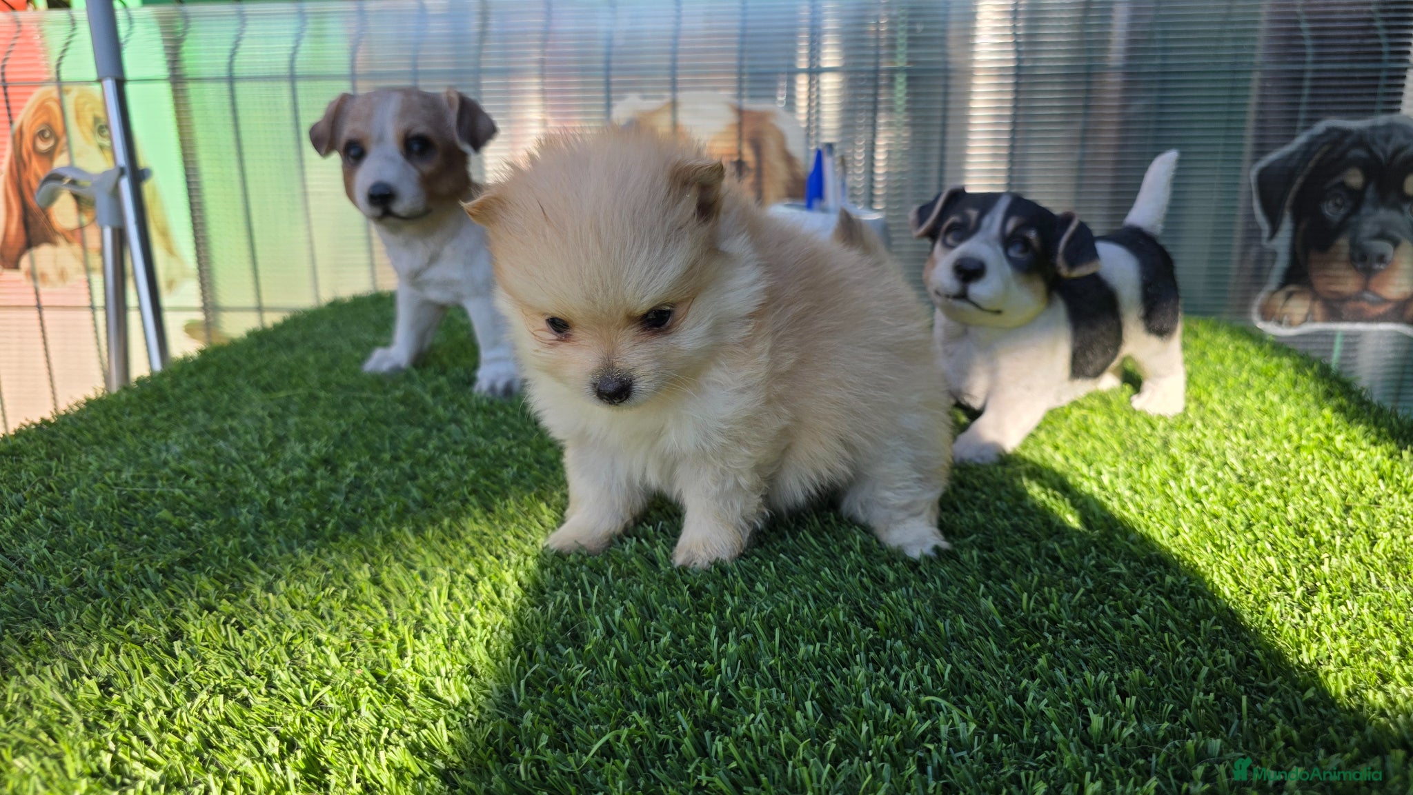 Pomerania perros Pomerania miniaturas  - Anuncio 3