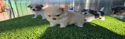 Pomerania perros en venta: Pomerania miniaturas  - Anuncio 1