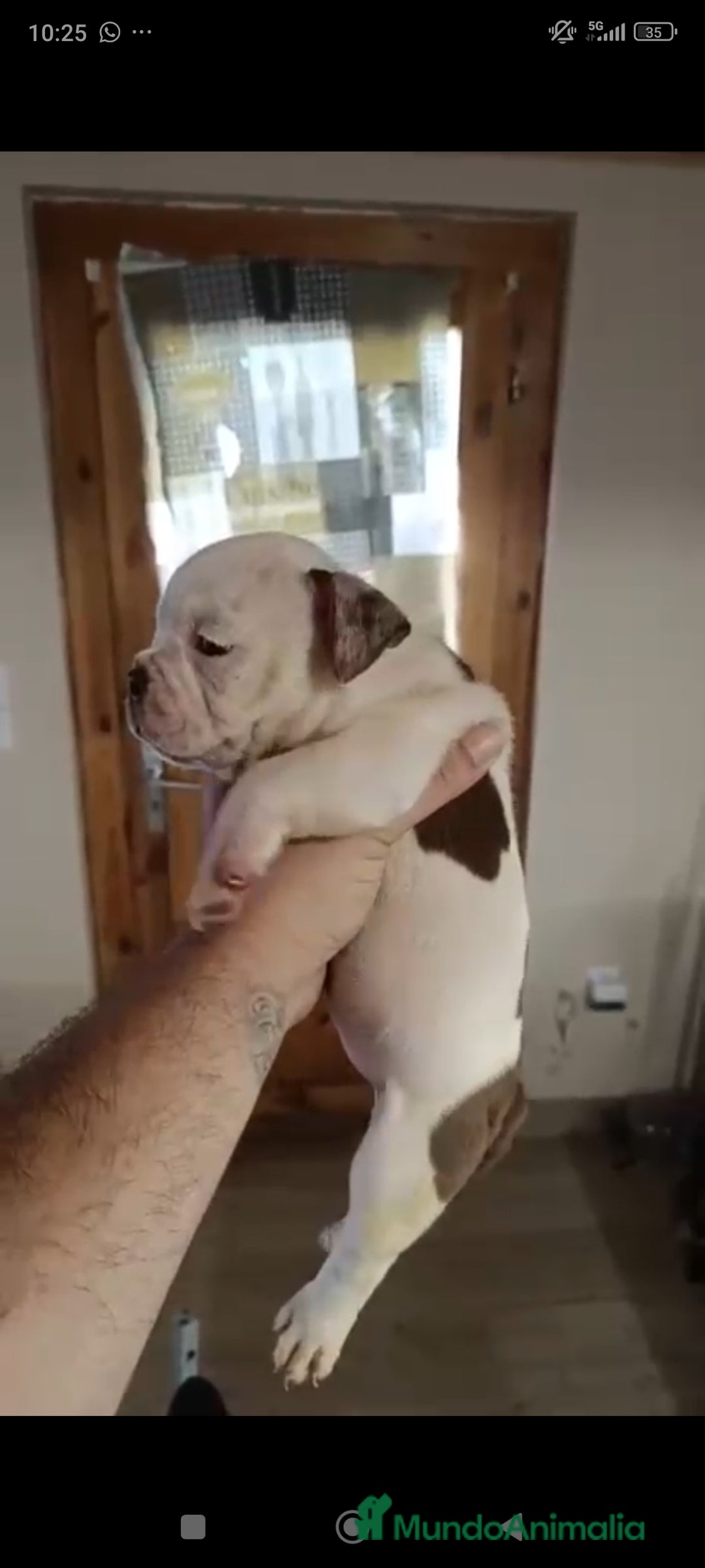 American Bully perros en venta: American bully pocket  - Imagen 5