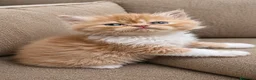Persa gatos en venta: Preciosos persas chatitos - Anuncio 2