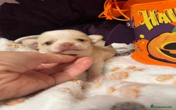 Chihuahua perros en venta: Chihuahuas minis - Imagen 3