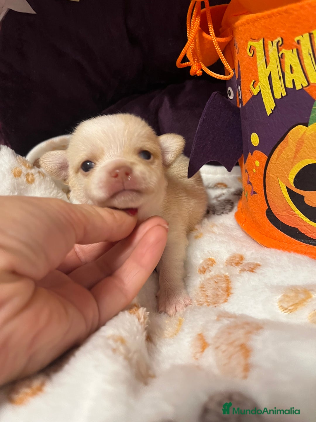 Chihuahua perros en venta: Chihuahuas minis - Imagen 3
