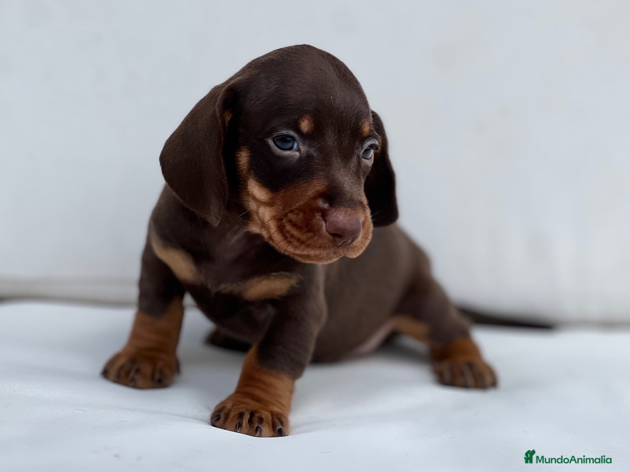 Teckel Miniatura perros PRECIOSO MACHITO TECKEL TRICOLOR CHOCOLATE - Anuncio 5