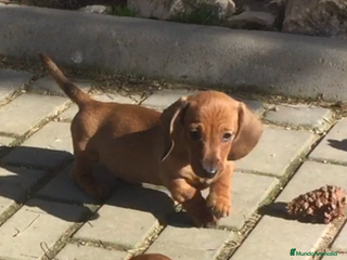 Teckel perros Cachorro teckel en Ciudad Real - Anuncio 1