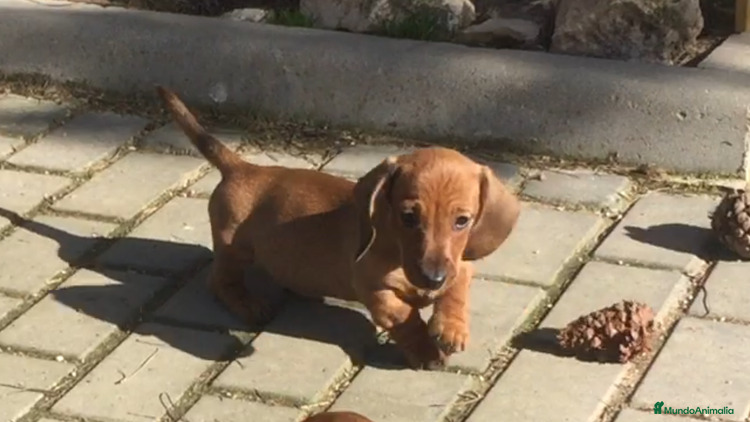 Teckel perros Cachorro teckel en Ciudad Real - Anuncio 1