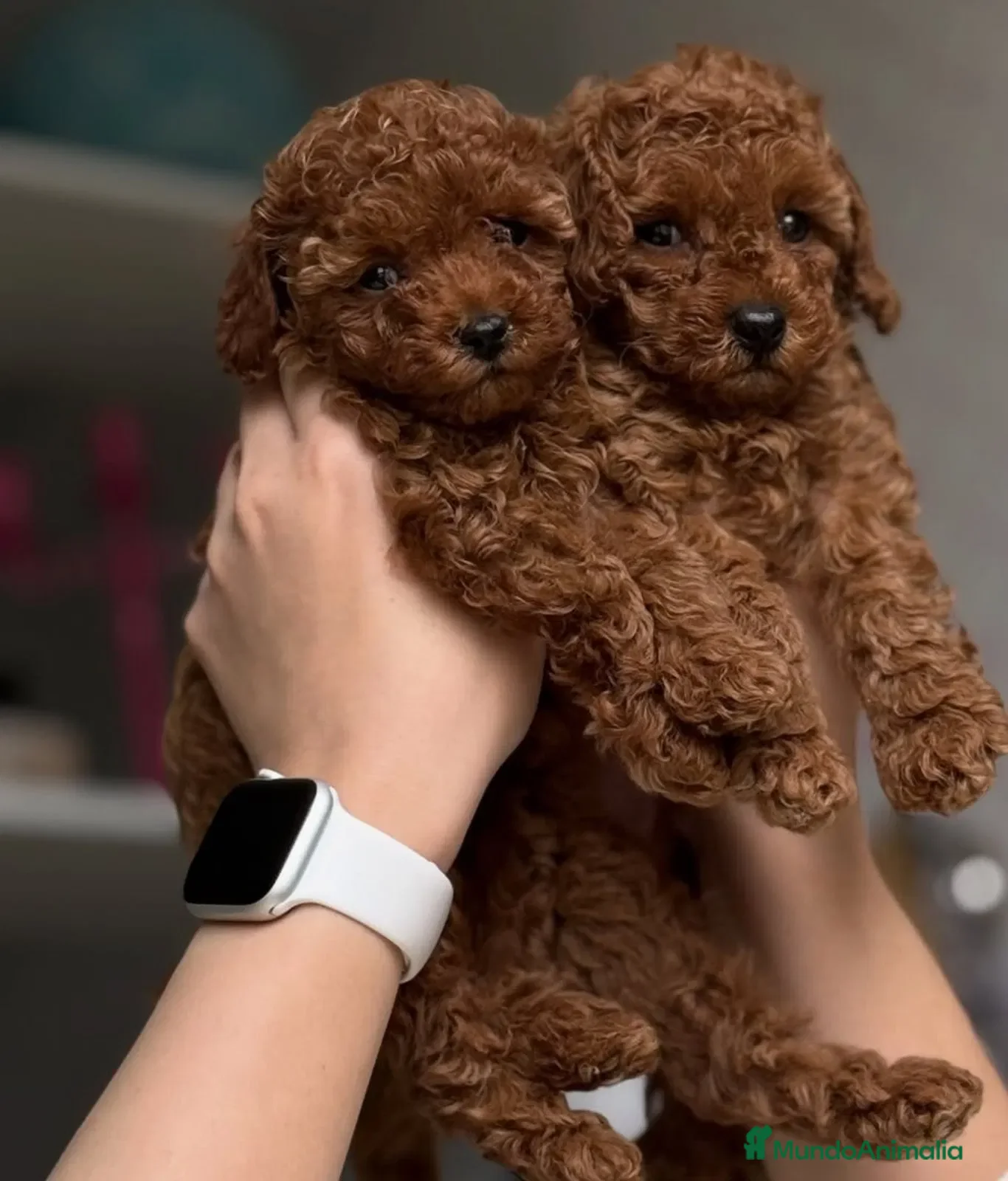 Caniche Toy perros caniche toy rojo - Anuncio 14