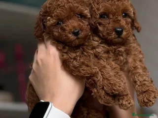 Caniche Toy perros caniche toy rojo - Anuncio 3