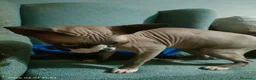 Sphynx gatos en venta: Gato egipcio  - Anuncio 19