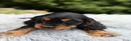 Cocker Spaniel Inglés perros en venta: Cocker inglés de gran calidad  - Anuncio 18