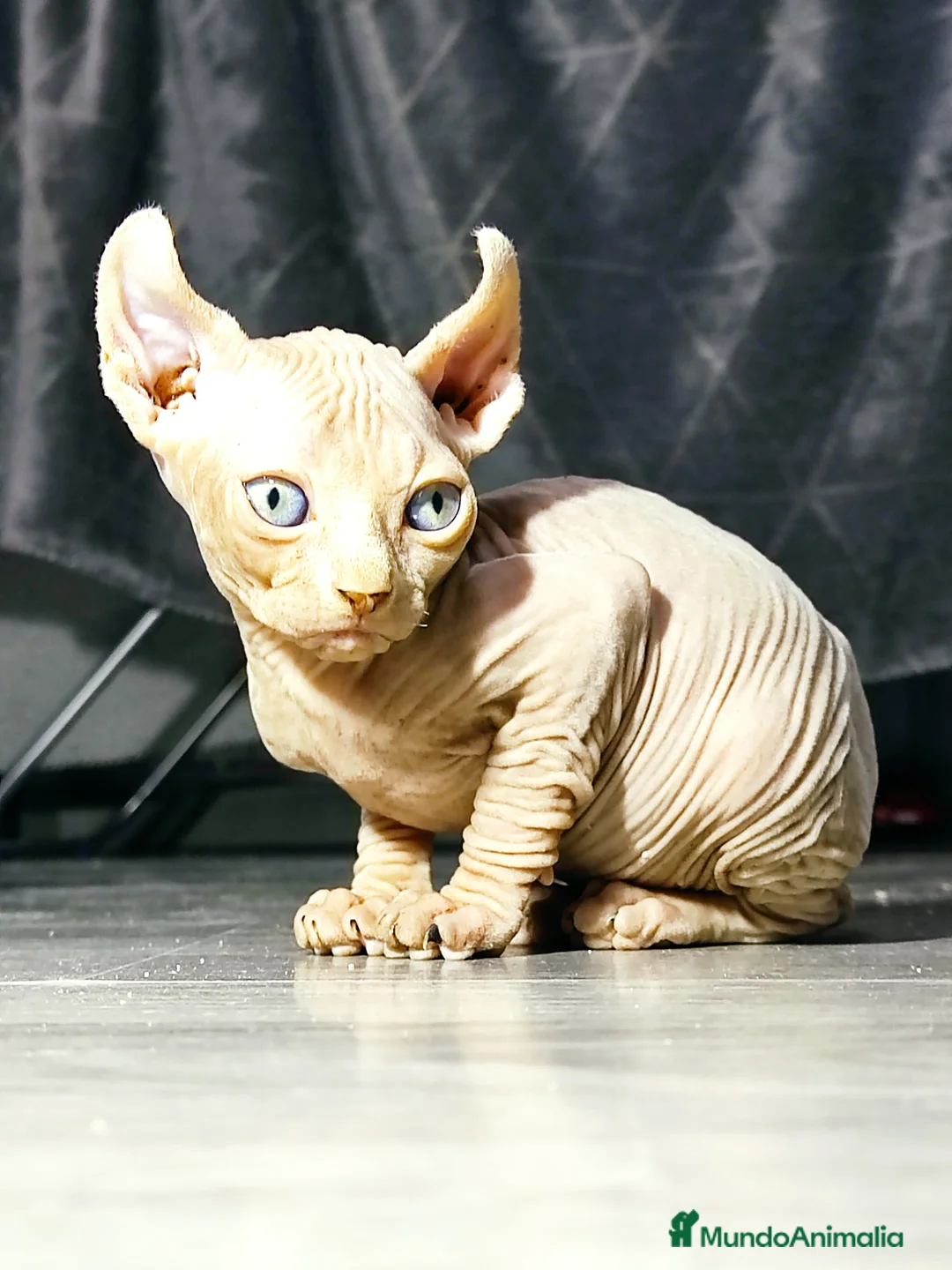 Foldex gatos en venta: ELFO RED POINT  en Madrid - Anuncio 4