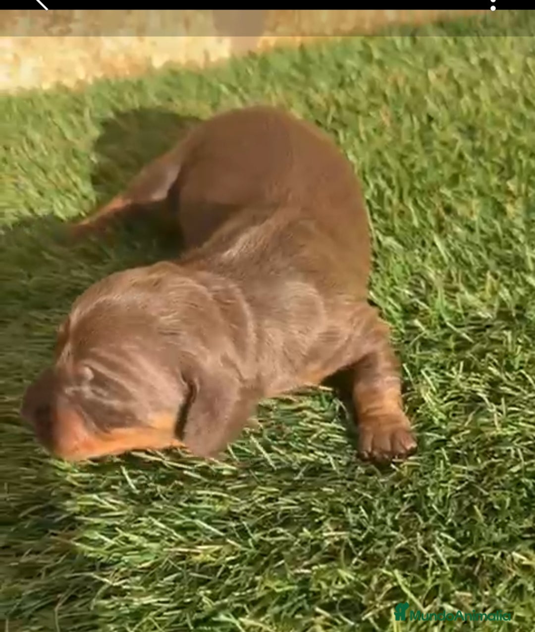 Teckel Miniatura perros Teckel Mini - Anuncio 20