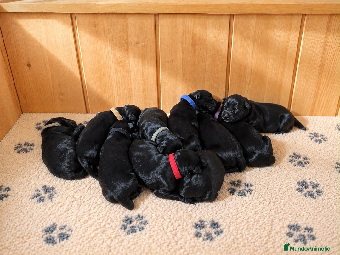 Schnauzer Gigante perros en venta: Camada de Schnauzer Gigante · Bosques Azules - Anuncio 2