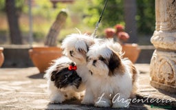Shih Tzu perros en venta: camada de shih tzu - Imagen 7