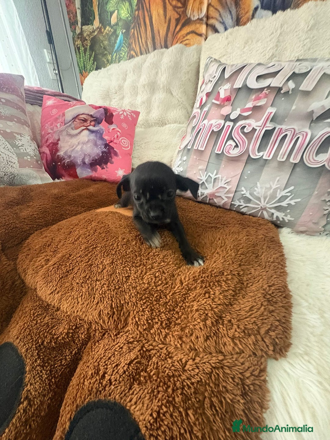 Chihuahua perros en venta: Chihuahua mini toy  - Anuncio 7