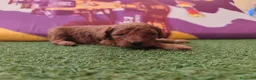 Caniche Toy perros en venta: Macho diaponible rojo en Madrid - Anuncio 1