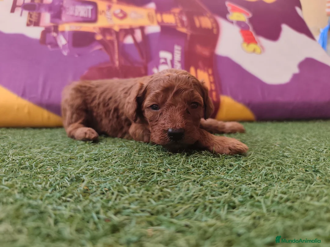 Caniche Toy perros en venta: Macho diaponible rojo en Madrid - Anuncio 1