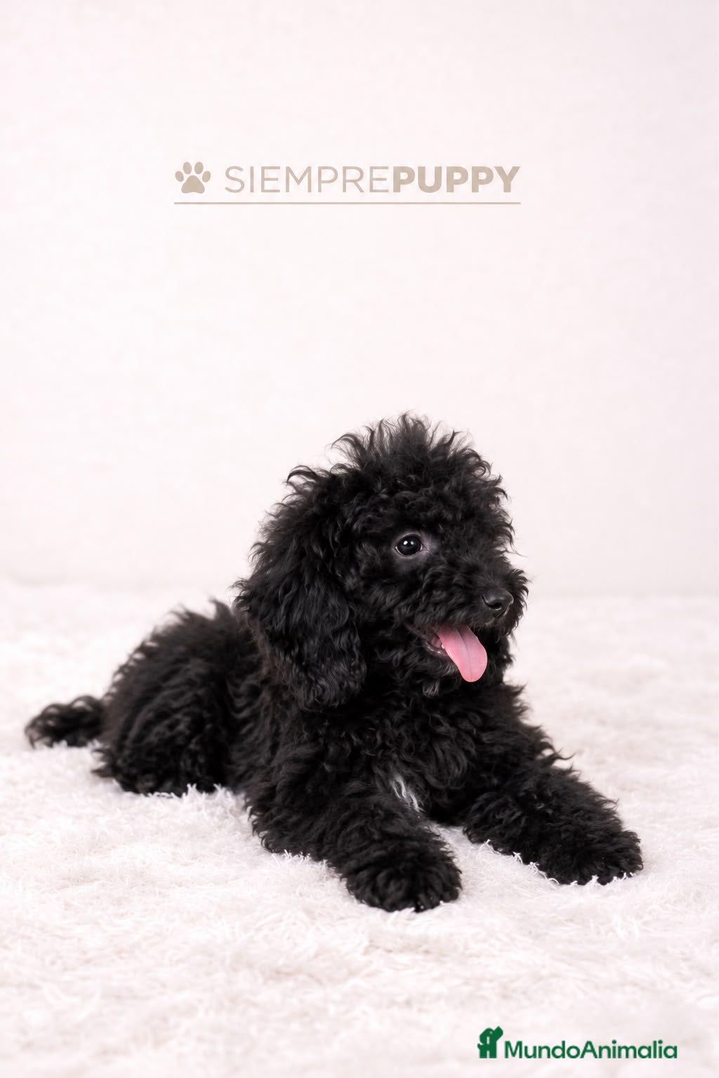 Caniche Enano perros CANICHE ENANO PRECIOSO - Anuncio 6