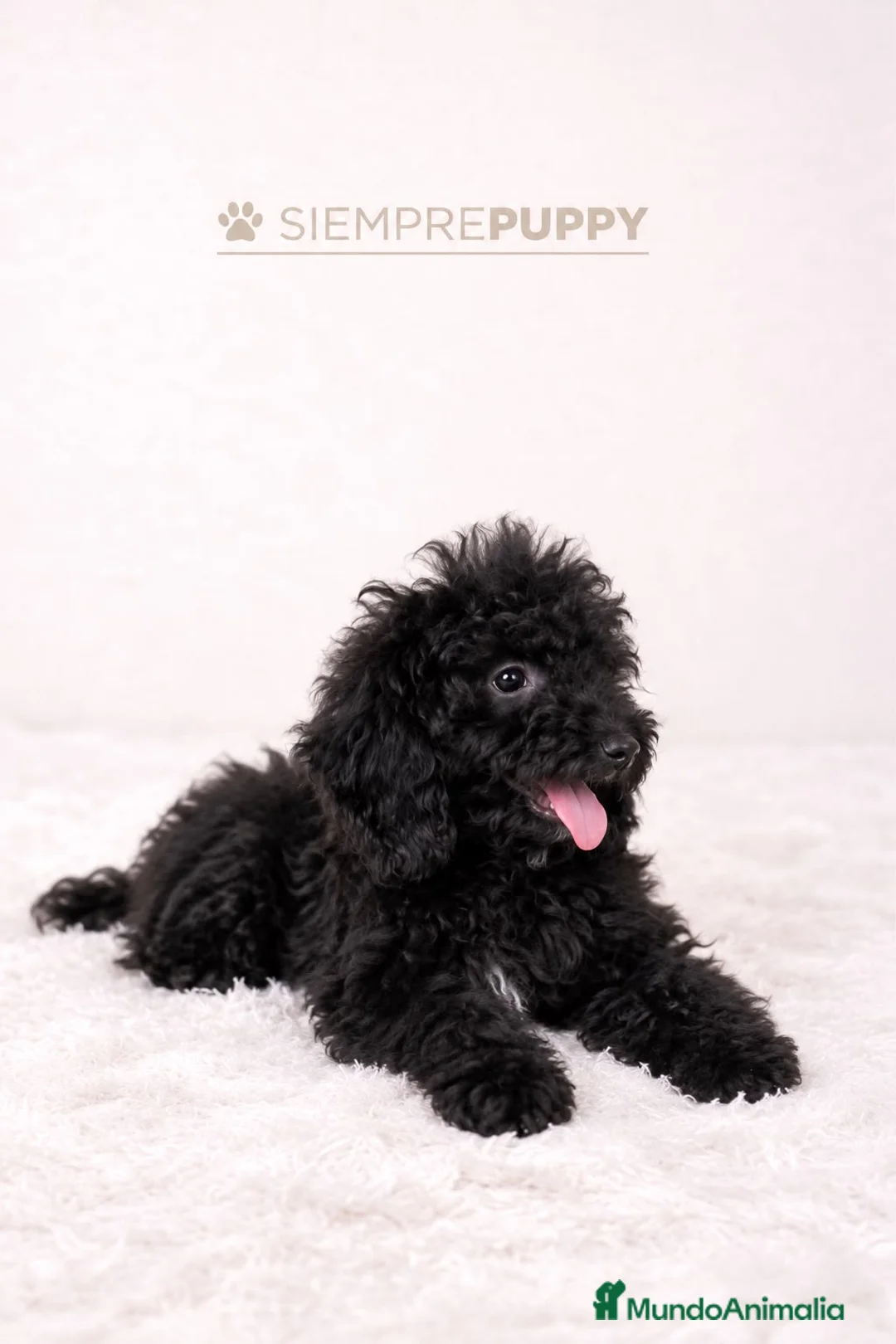 Caniche Enano perros en venta: CANICHE ENANO PRECIOSO - Anuncio 1