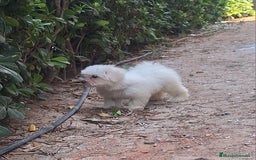 Bichón Maltés perros en venta: Bichón maltes - Imagen 3