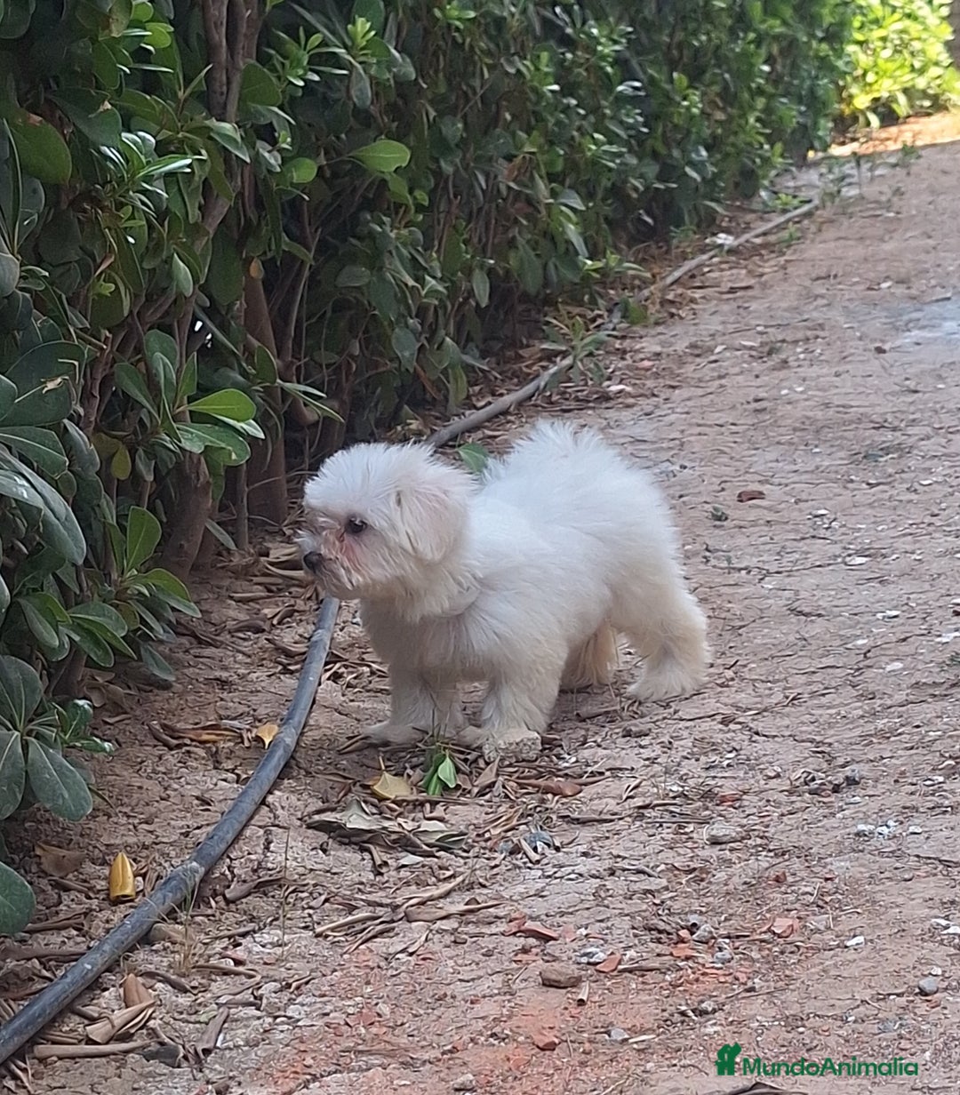 Bichón Maltés perros en venta: Bichón maltes - Imagen 3