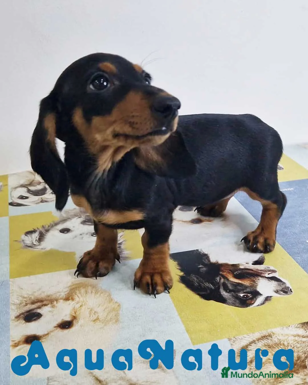 Teckel perros en venta: Teckel Hembra 0052 - AQUANATURA en Barcelona - Anuncio 2