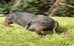 Teckel Miniatura perros en venta: Teckel blue mini - Imagen 8