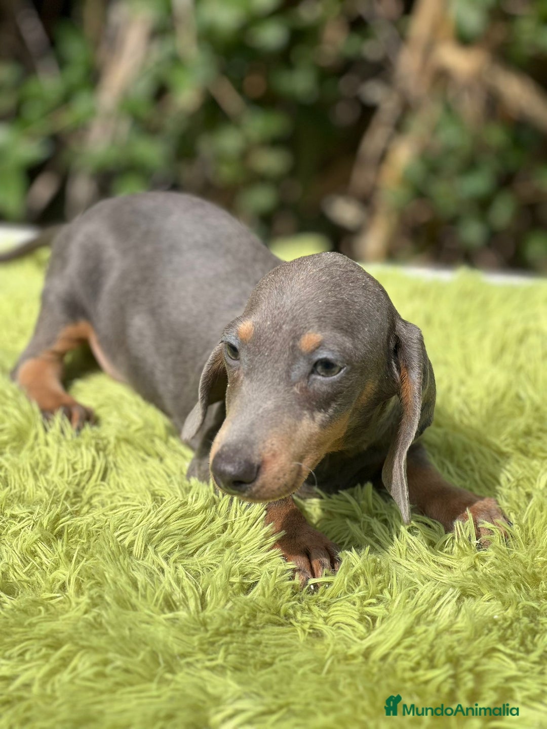 Teckel Miniatura perros en venta: Teckel blue mini - Imagen 8