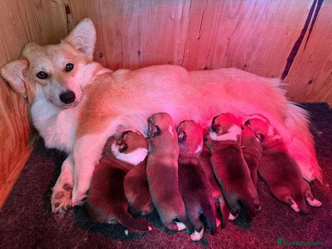 Welsh Corgi Pembroke perros en venta: corgis  pembroke Valencia Barcelona pedigree - Anuncio 1