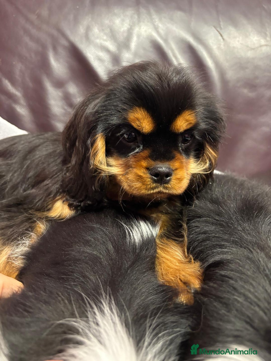Cavalier King Charles Spaniel perros en venta: Cavalier macho negro fuego - Anuncio 4