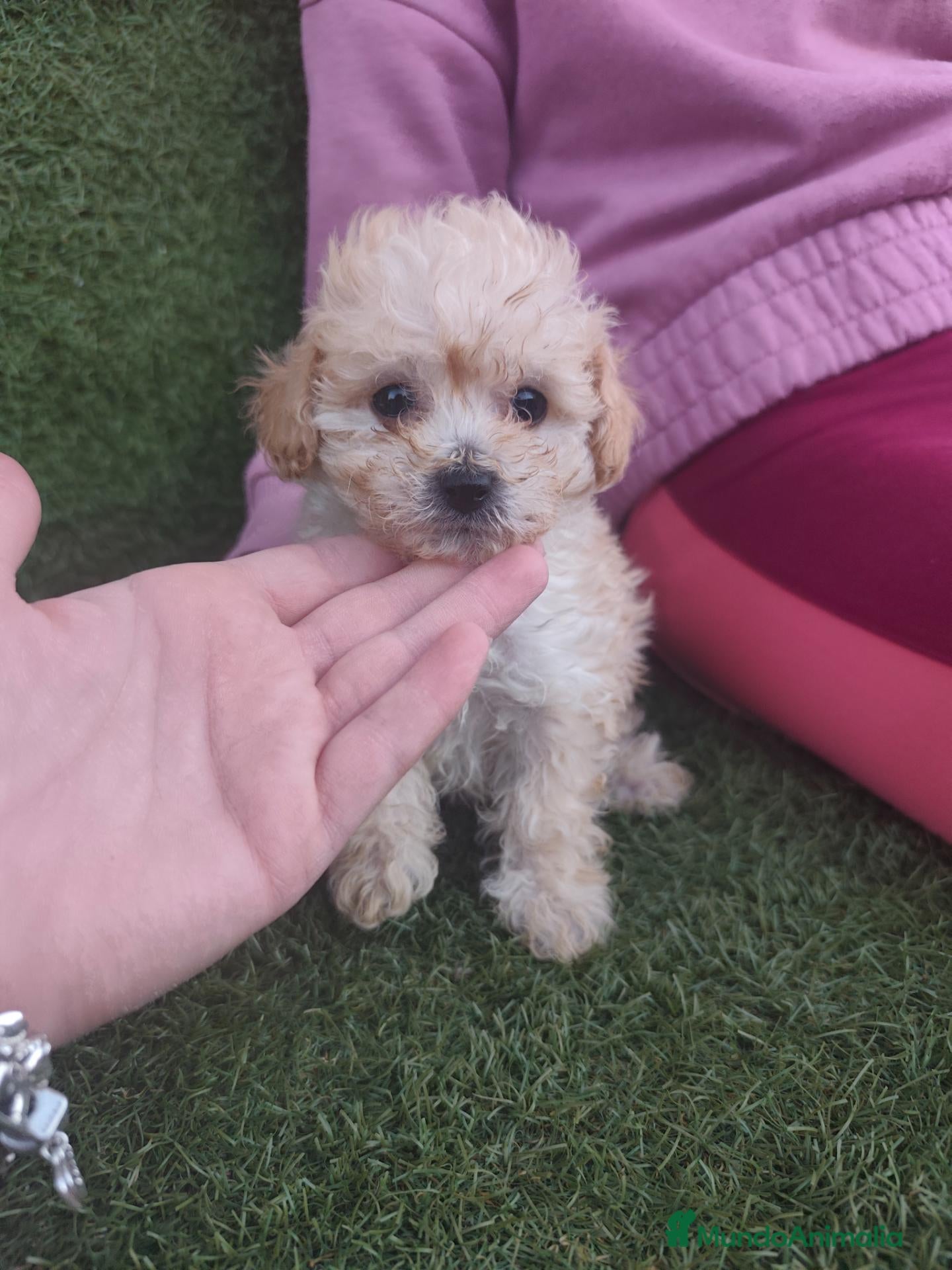 Caniche Toy perros 🔥🔥🔥 HEMBRA🔥🔥🔥 - Anuncio 21