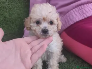 Caniche Toy perros 🔥🔥🔥 HEMBRA🔥🔥🔥 - Anuncio 21