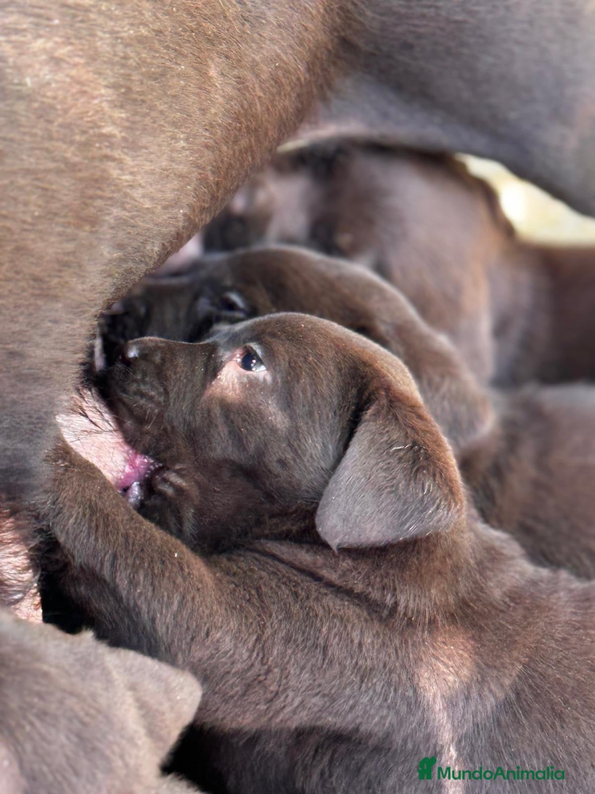 Labrador Retriever perros Cachorros de labrador Retriever pedigree - Anuncio 2
