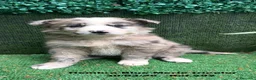 Border Collie perros en venta: BORDER COLLIE DE VILLA BIZNAGA. Hembra Blue Merle - Anuncio 2