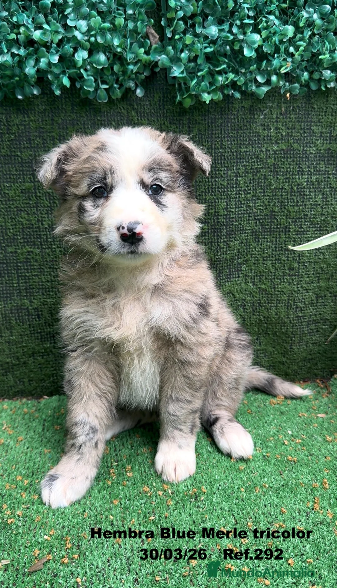 Border Collie perros en venta: BORDER COLLIE DE VILLA BIZNAGA. Hembra Blue Merle - Anuncio 2