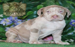 American Bully perros en venta: AMERICAN BULLY XXL CRIADORES  622 41 47 93  - Imagen 3