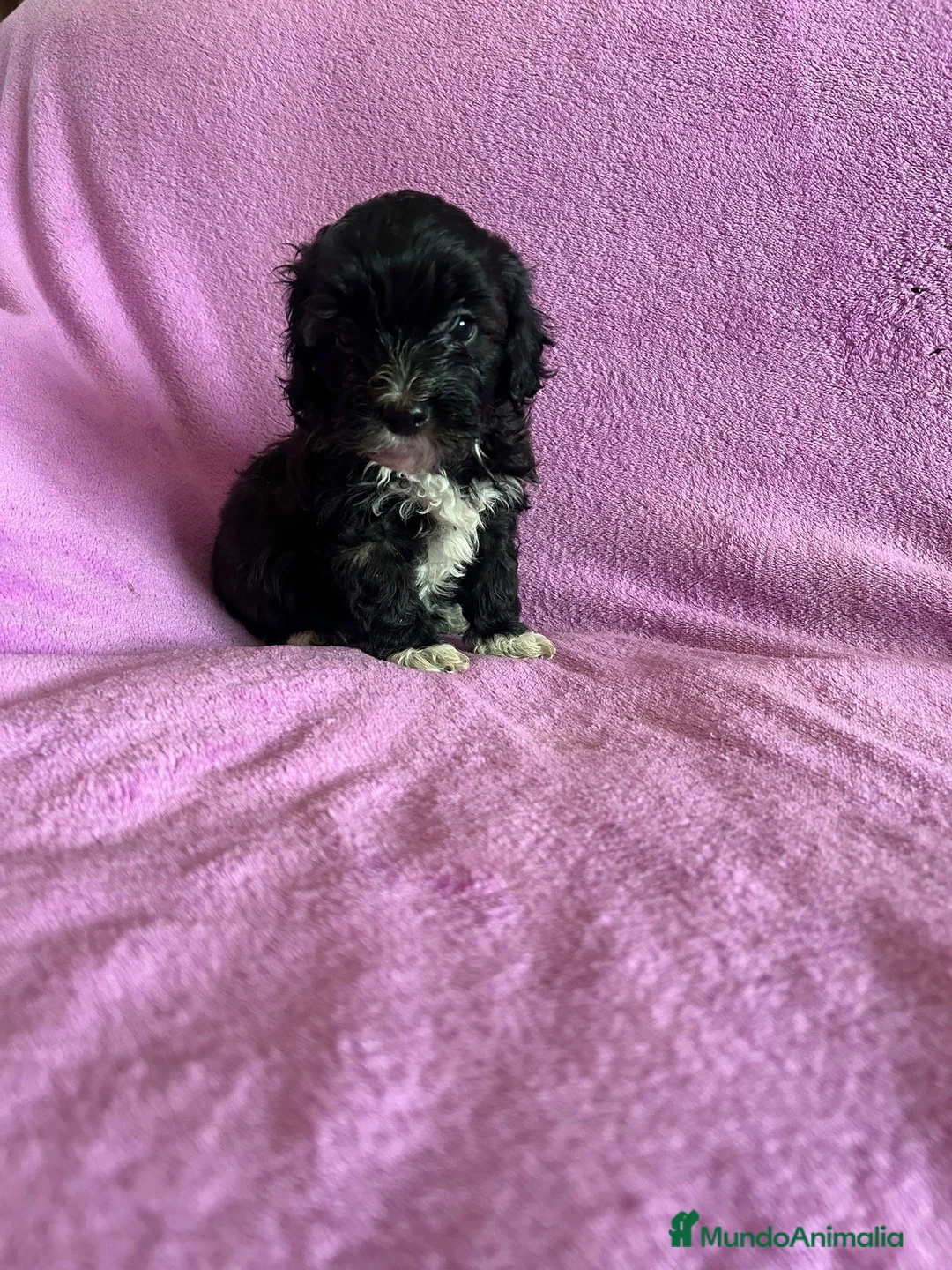 Maltipoo perros en venta: Cachorros maltipoo - Anuncio 2