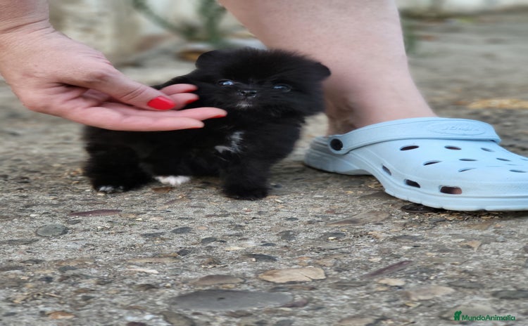 Pomerania perros - Propaganda 8