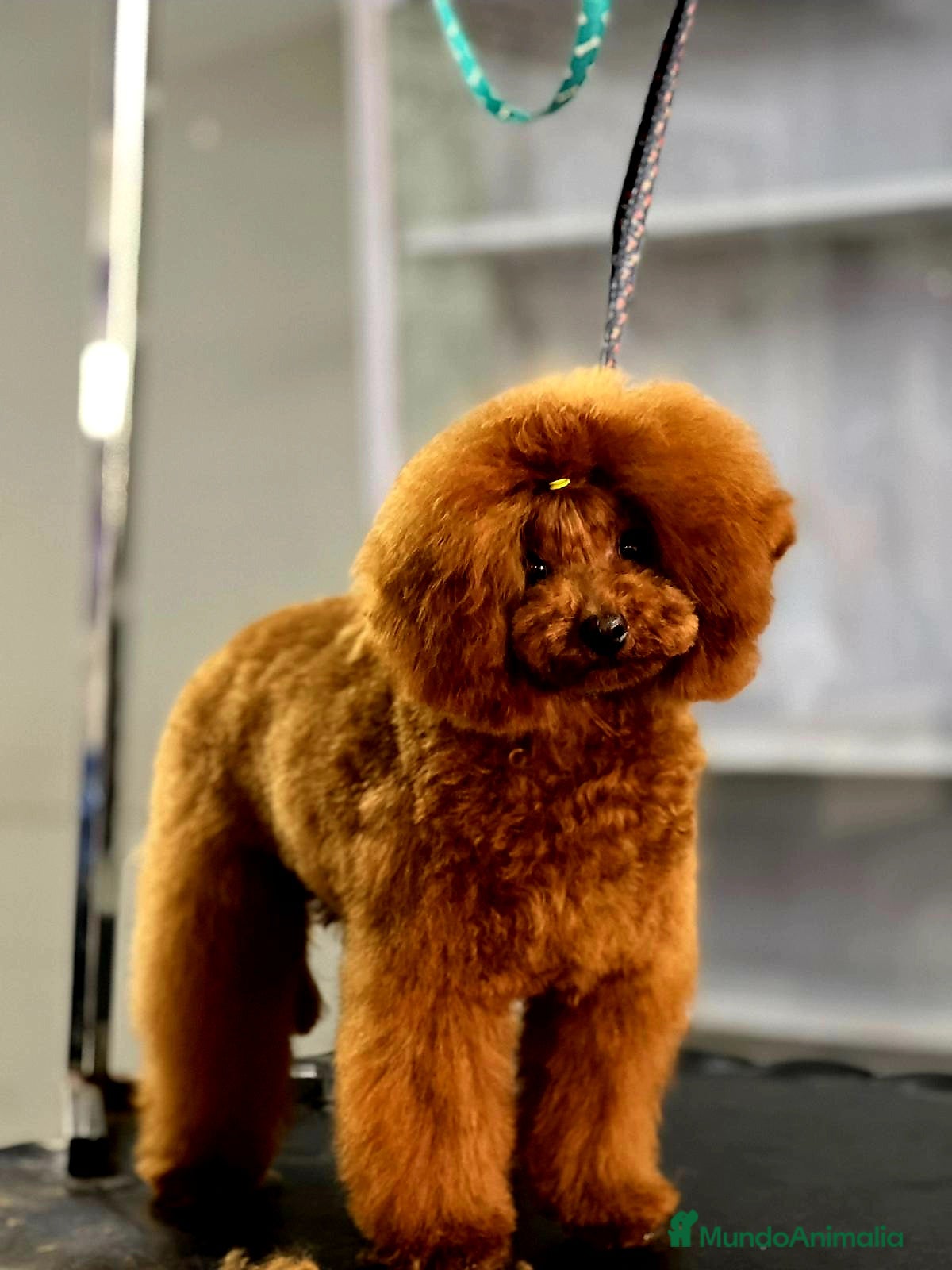 Caniche Toy perros MONTA CANICHE TOY ROJO PIMIENTON ASIÁTICO  en Sevilla - Anuncio 2