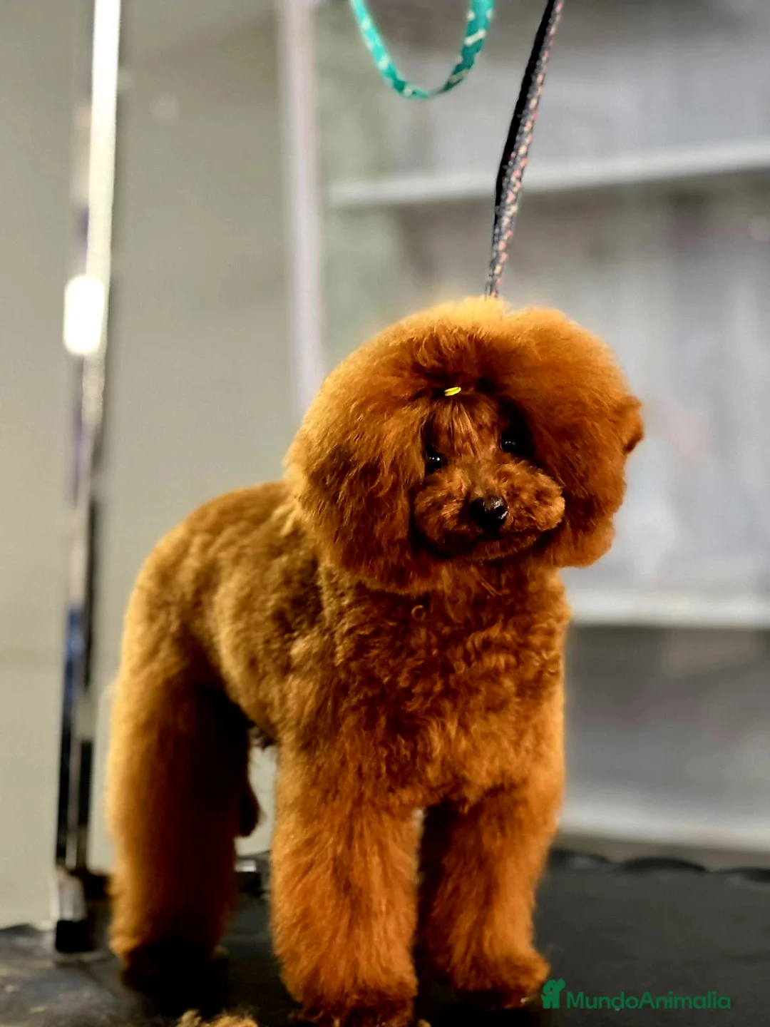 Caniche Toy perros para monta: MONTA CANICHE TOY ROJO PIMIENTON ASIÁTICO  en Sevilla - Anuncio 2