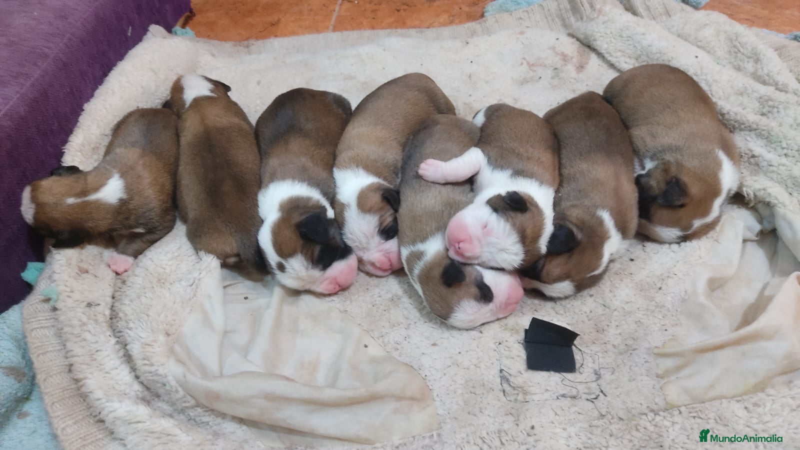 Boxer perros Boxer bicolor y tricolor  - Anuncio 2