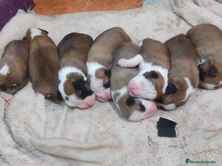 Boxer perros Boxer bicolor y tricolor - Anuncio 1